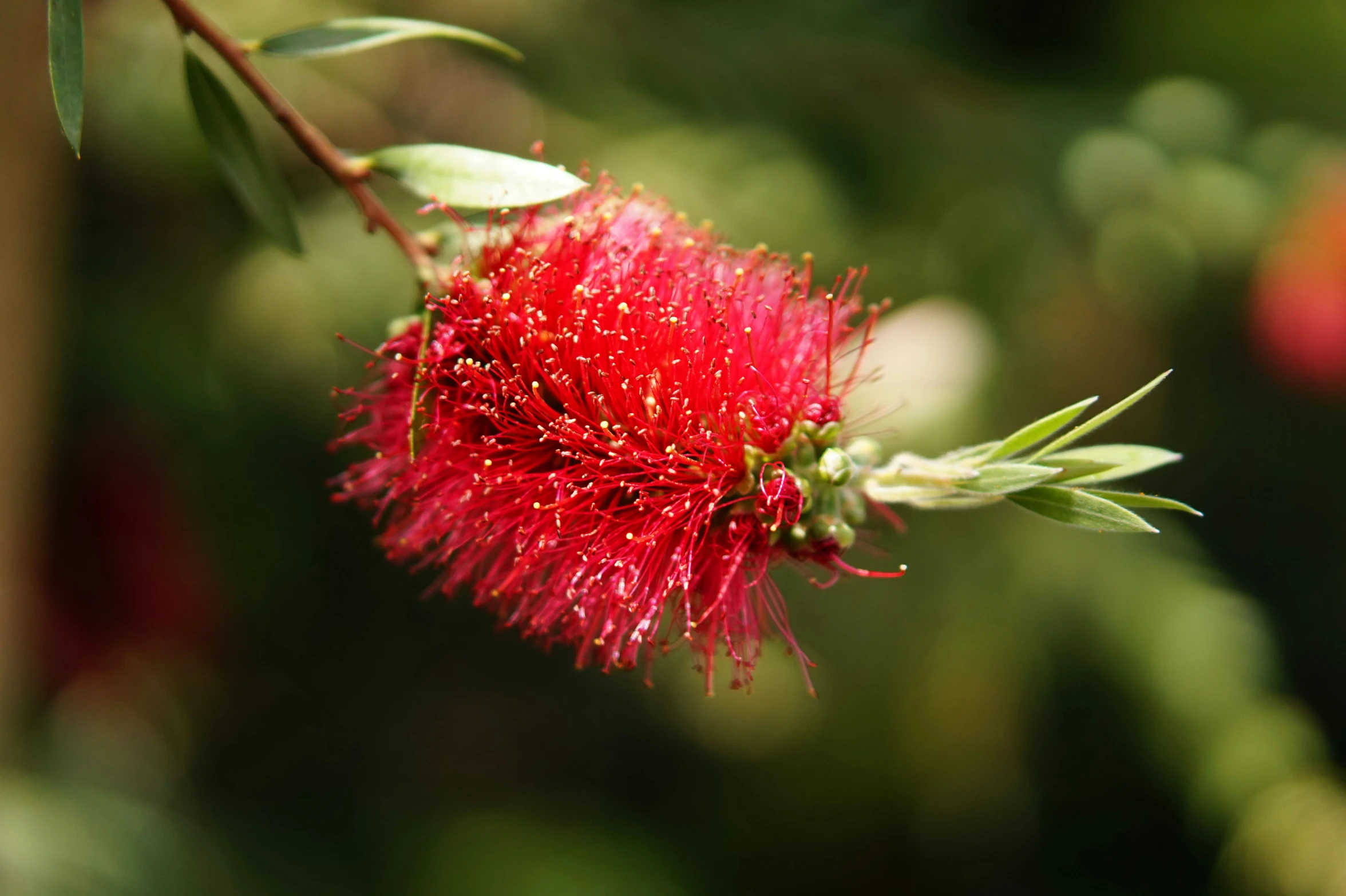 a flower with pink colored petals is hanging on a nch