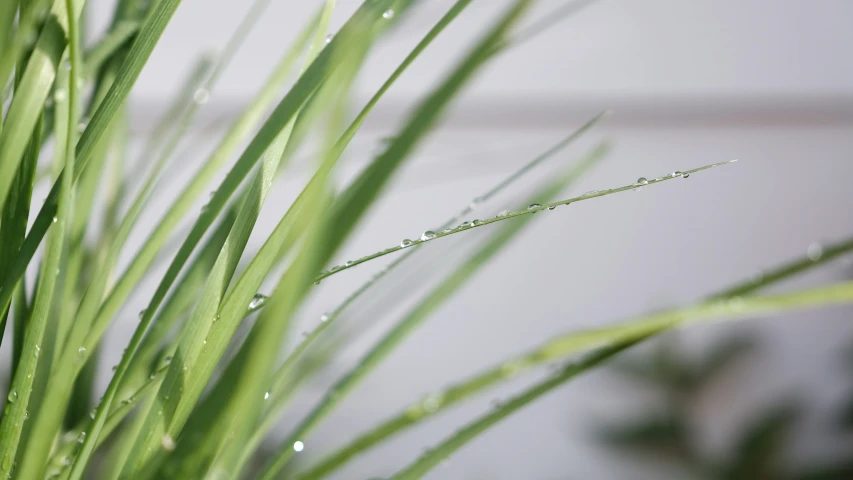 water droplets on a green blade of grass