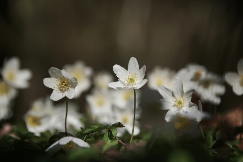 the flowers are all white and yellow in a field