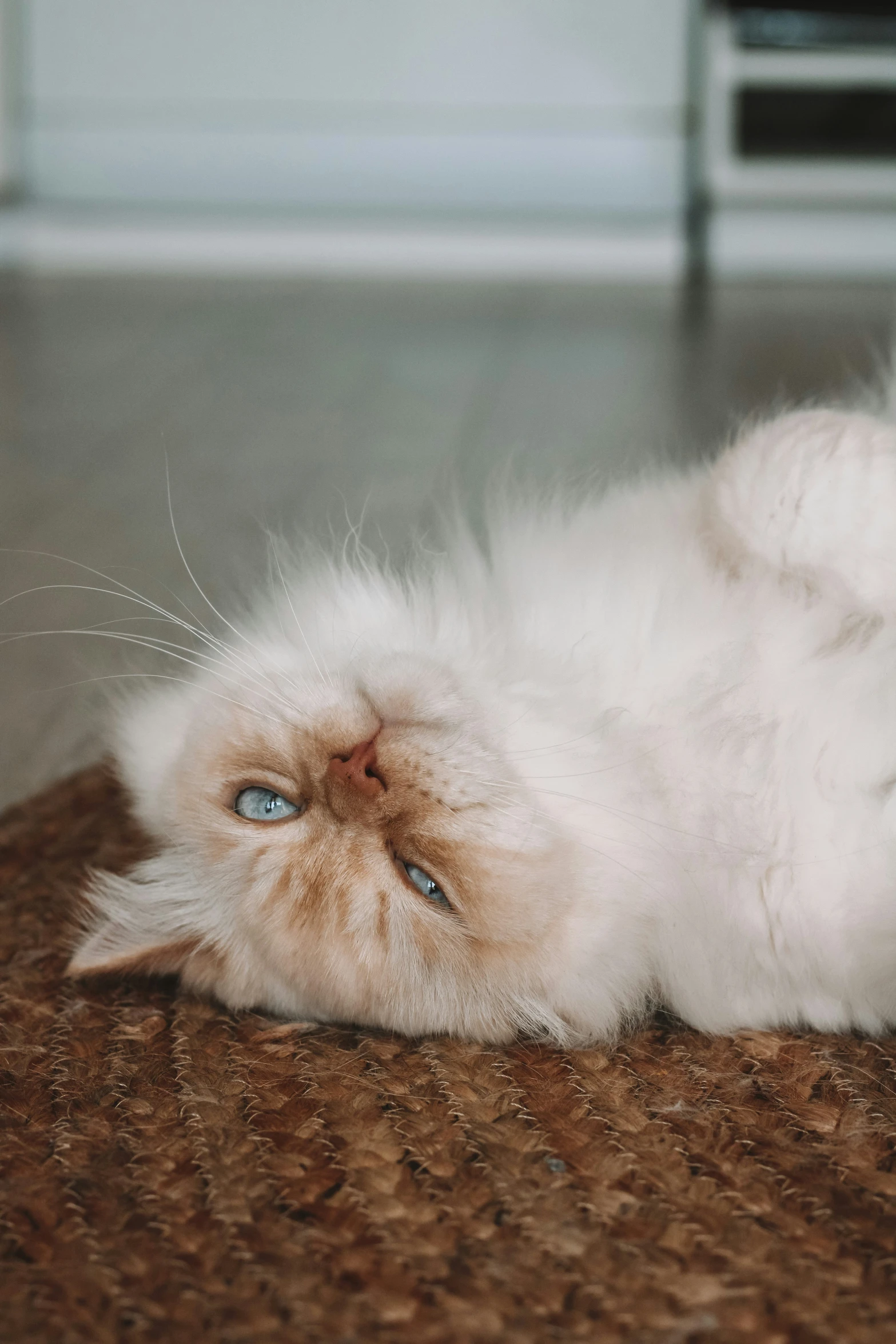 a cat rolling around on the floor with its eyes open