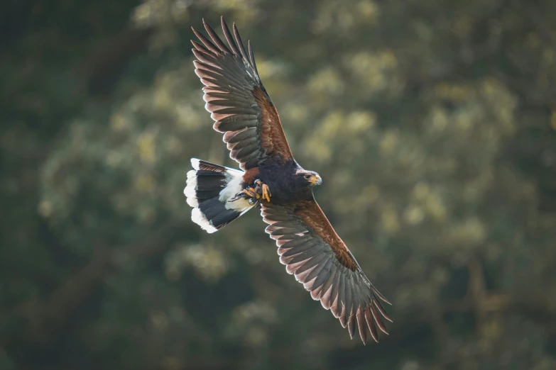 a large bird with yellow and white stripes in its talon