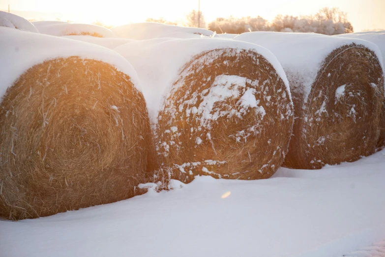 the bales are covered in thick snow in the winter