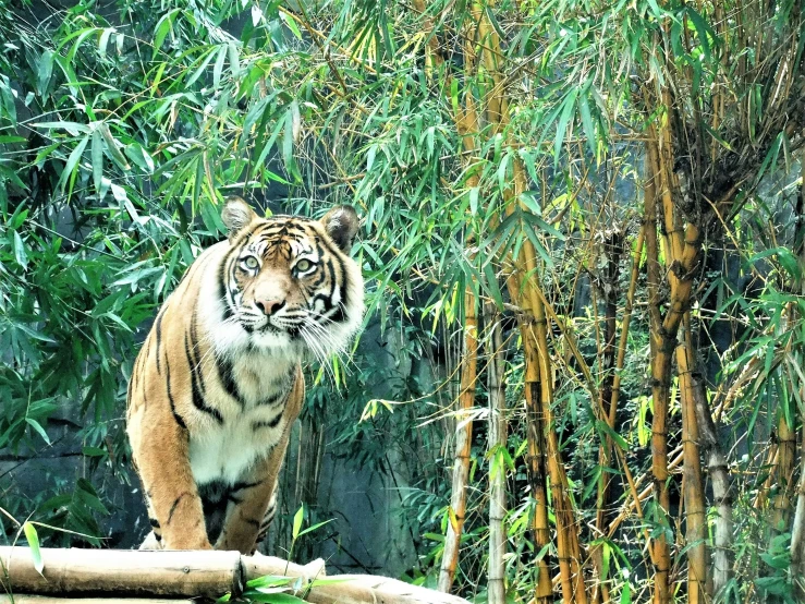 a large tiger walking across a lush green forest