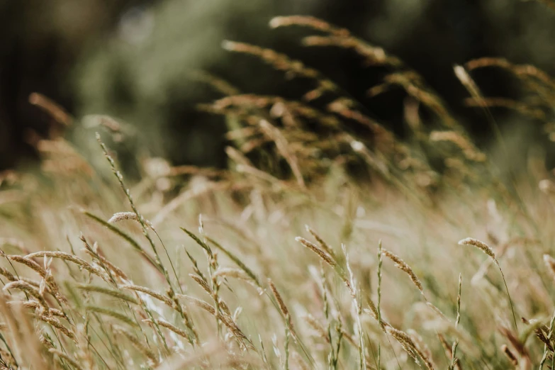 wild grass with thicket foliage in front of a forest