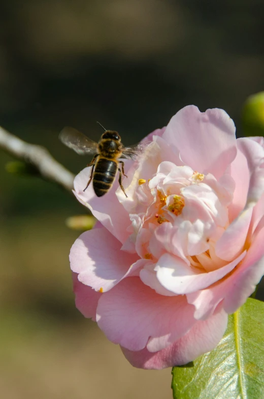 a bee gathers nectar on a rose