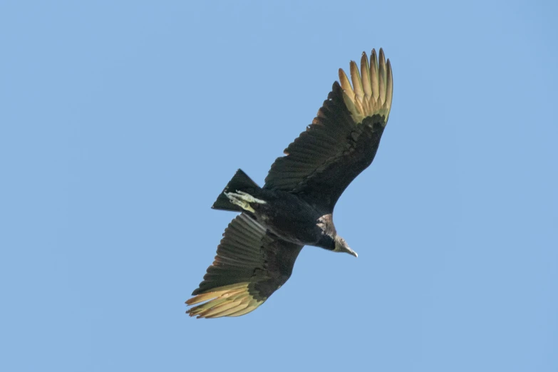 a bird soaring through the sky with wings spread