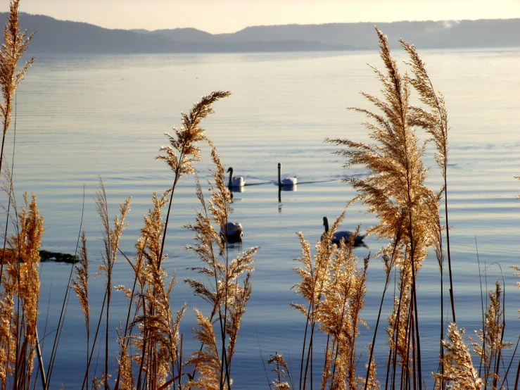 a group of ducks swimming across a lake surrounded by reeds