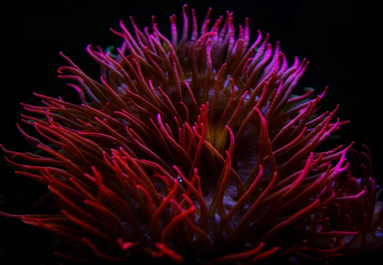 a pink flower in the dark