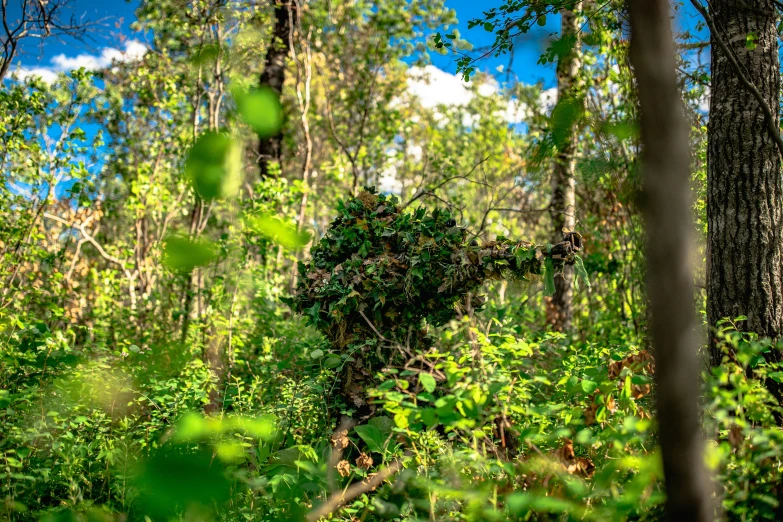 a group of trees in the middle of a forest