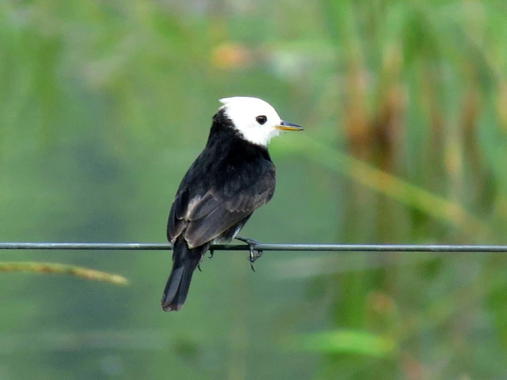 a black and white bird on top of a wire