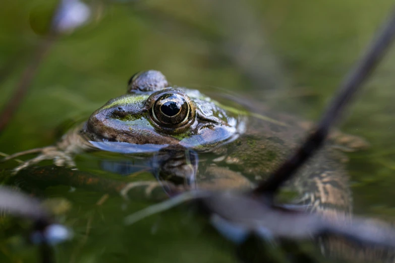 the frog is sitting on a leaf floating in water