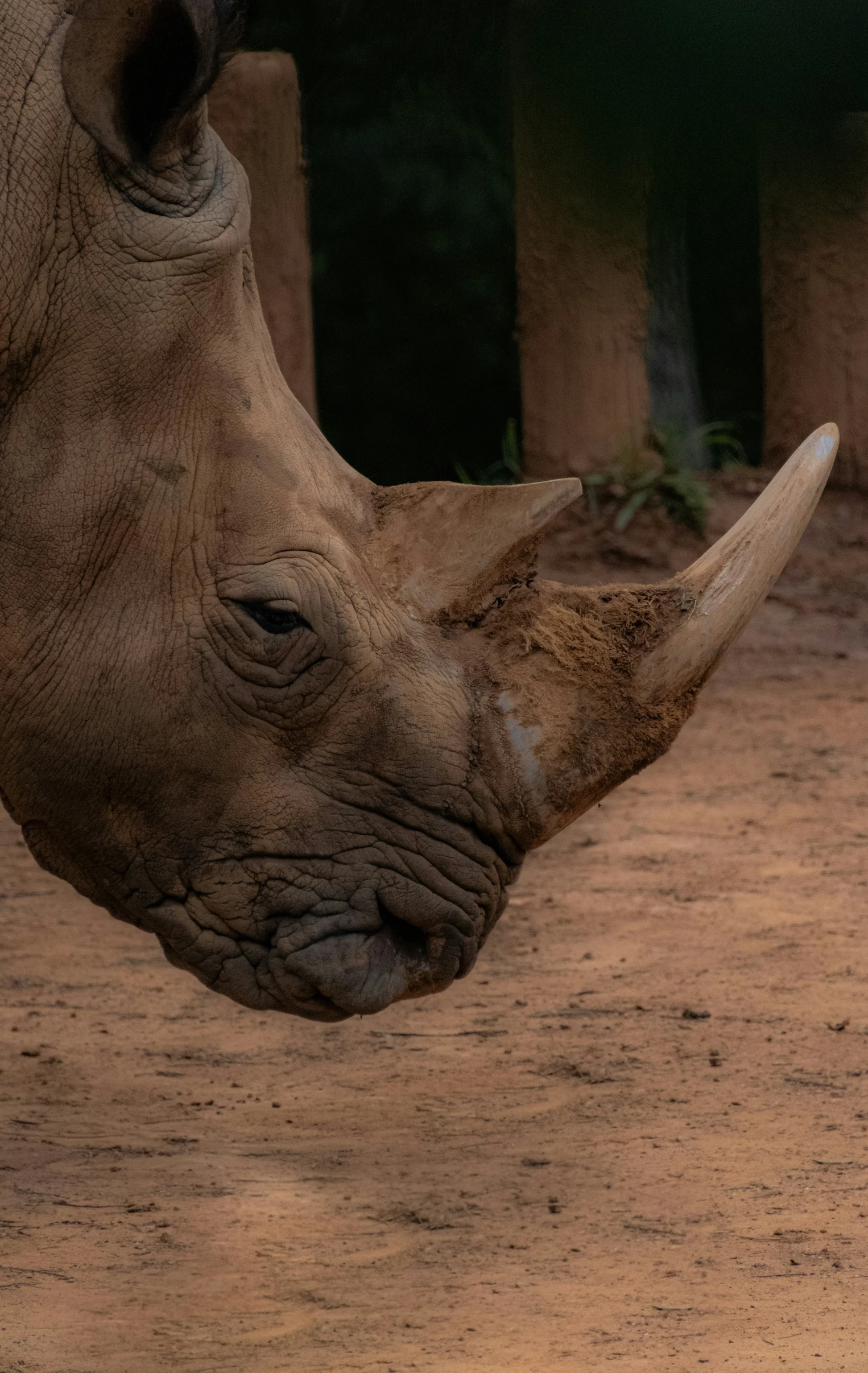 a close up of the rhino head and a fence in the background