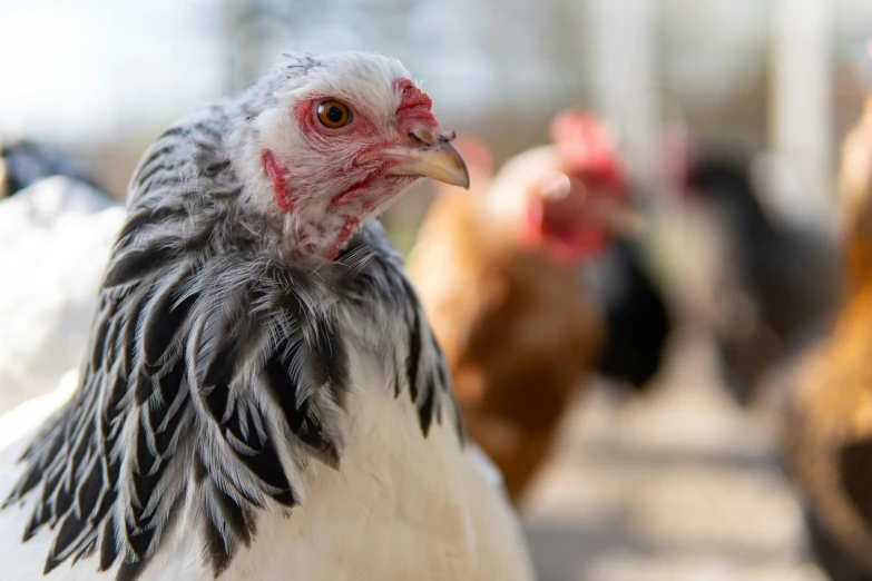 a close up view of a chicken standing in the sun