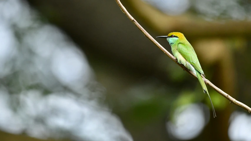 small green bird perched on tree nch near blurred background