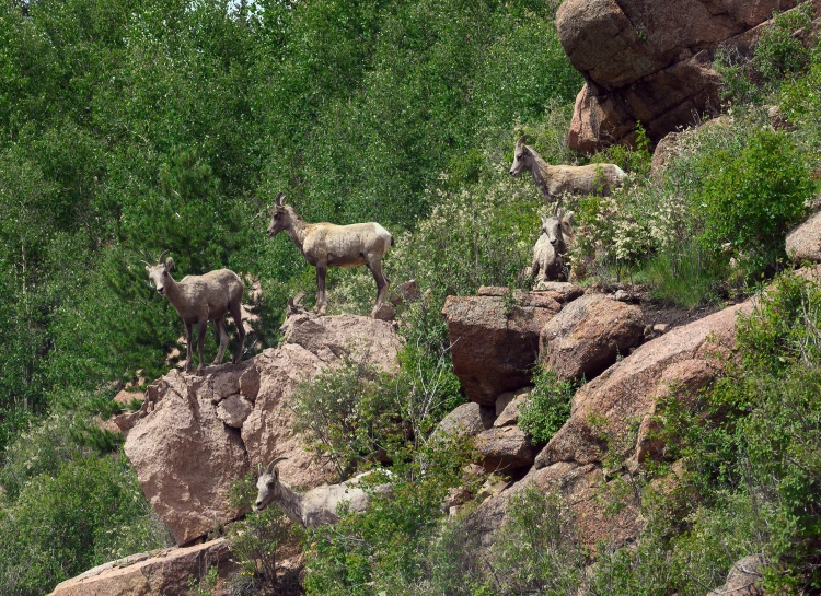 the goats have made their way down the rocky hillside