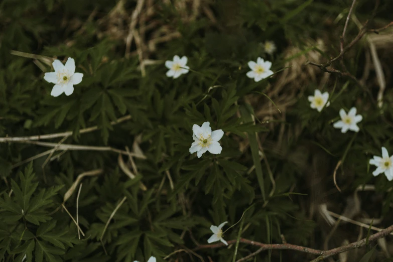 white flowers that are growing in the grass