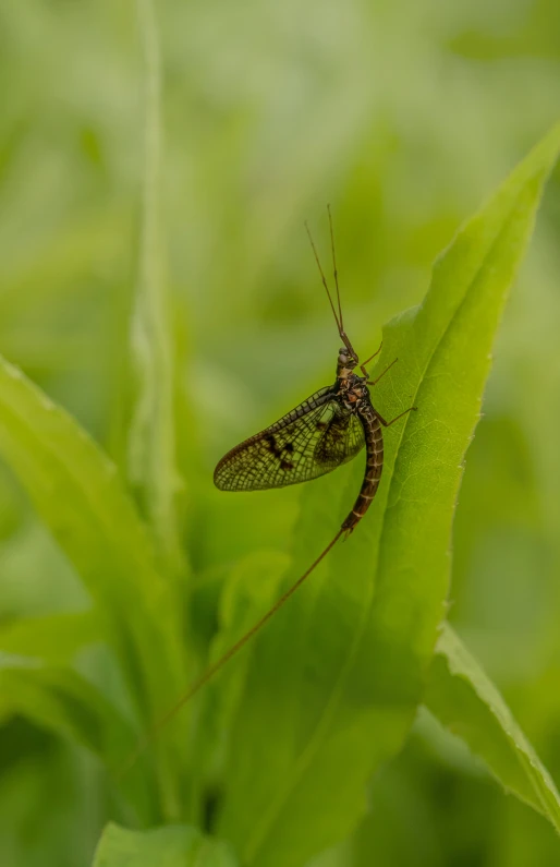 a large green bug on a leaf