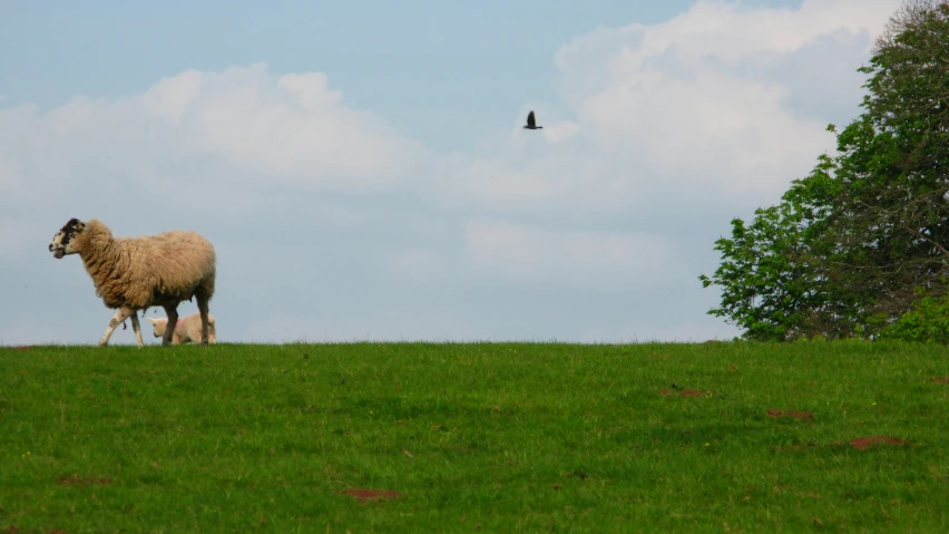 two sheep are in a field looking to the side