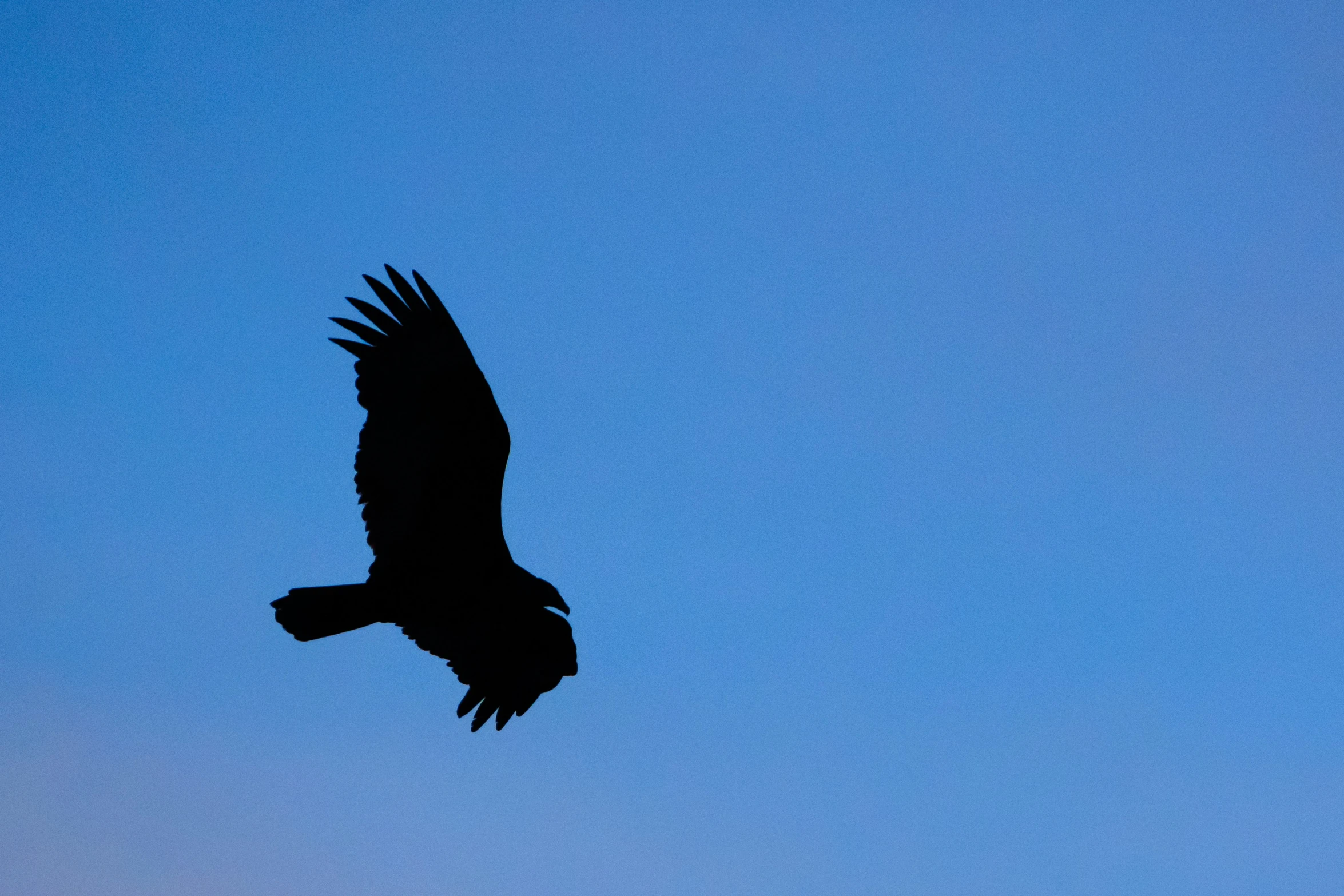 a bird of prey soaring through the blue sky