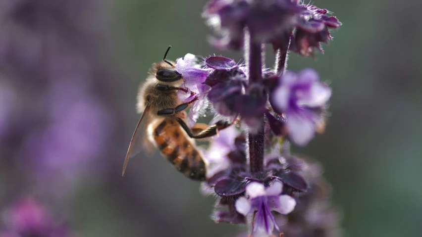 a bee is hanging onto a flower with its eyes open