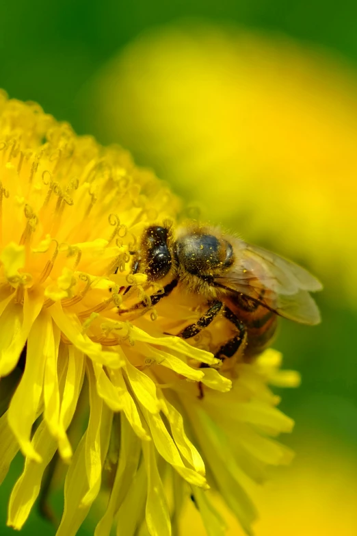 there is a bee on the middle of a flower