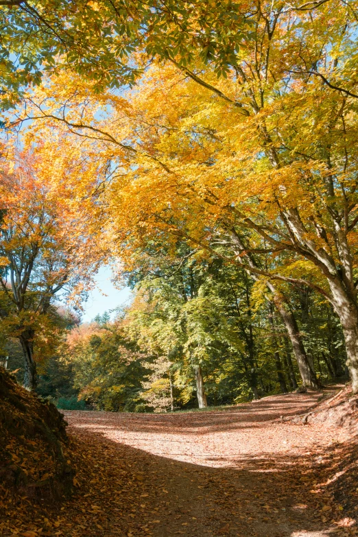 a dirt road surrounded by leaves and trees