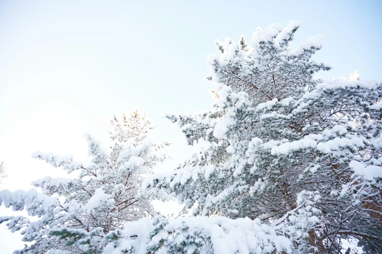 the snow is falling on the tree nches