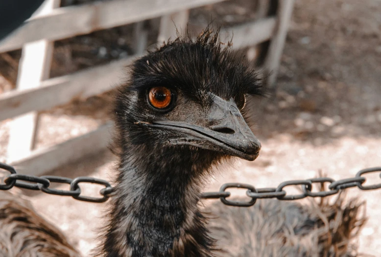 the ostrich is sitting in front of an empty metal chain