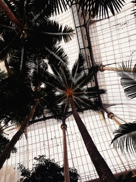 a view of trees through the roof of a glass house