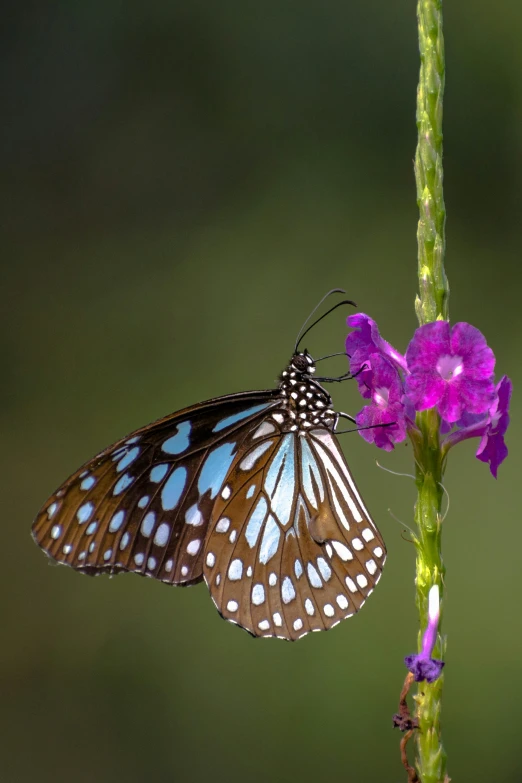 a erfly on a purple flower by itself