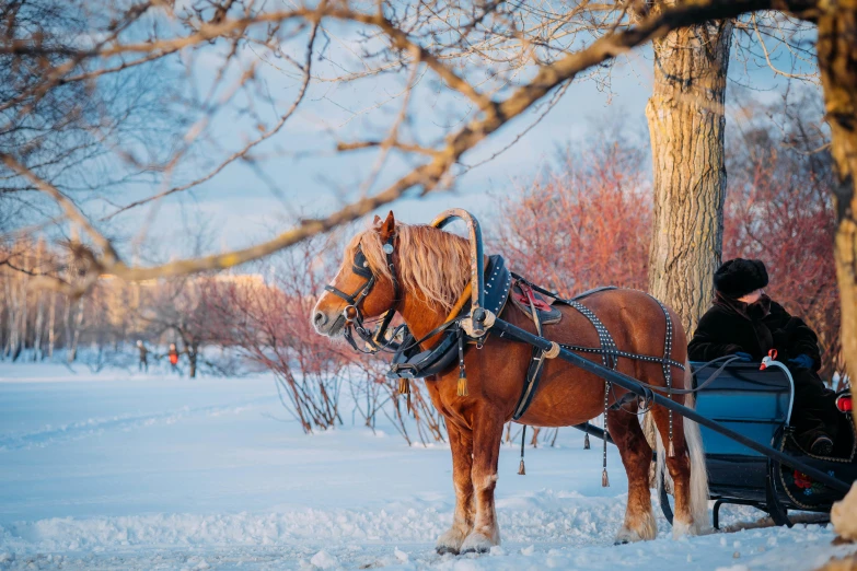 a man in a cart attached to a horse by a tree