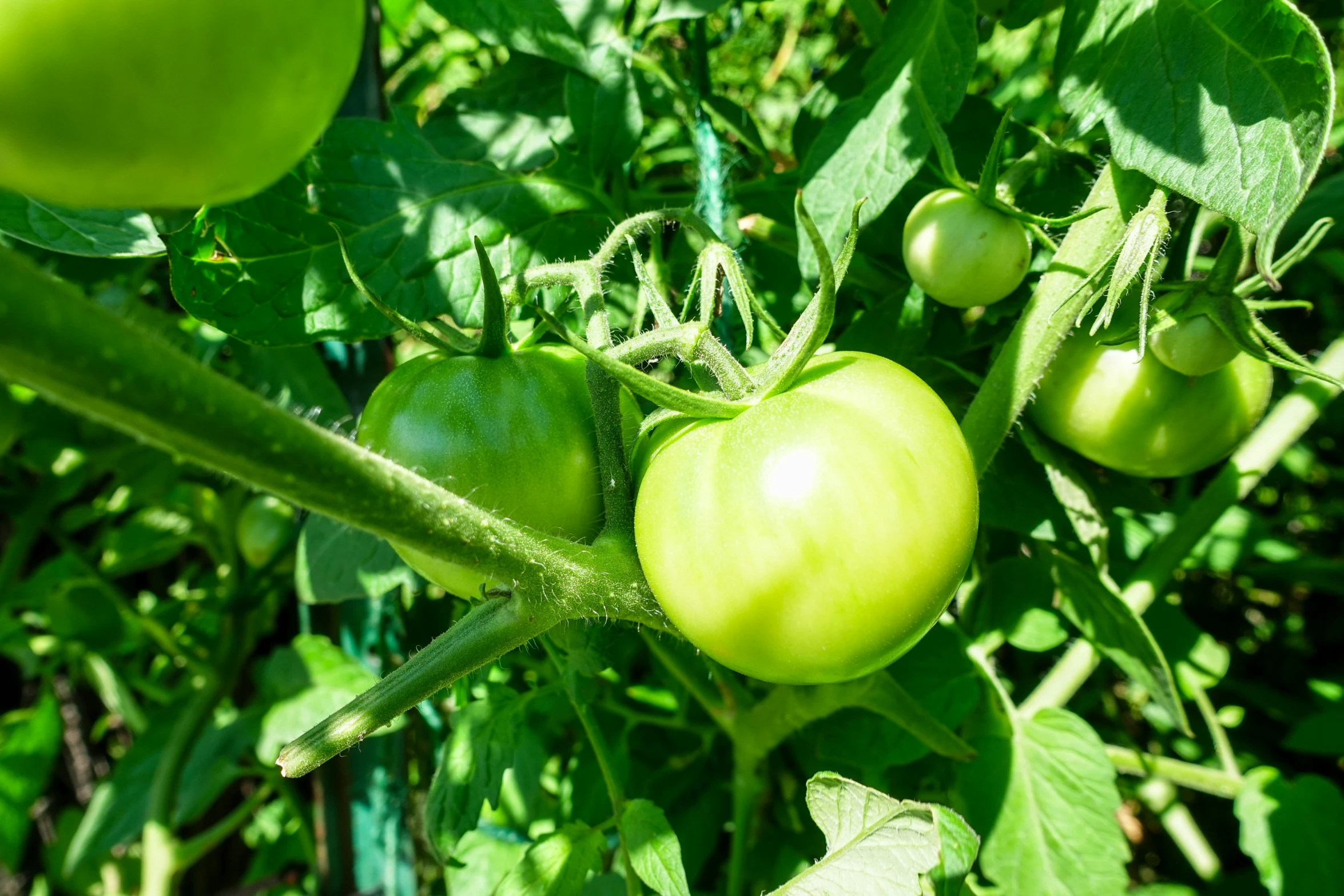 a close up of some green tomatoes on a plant