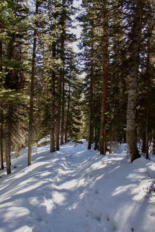 the snow on the side of a trail is covered with lots of trees