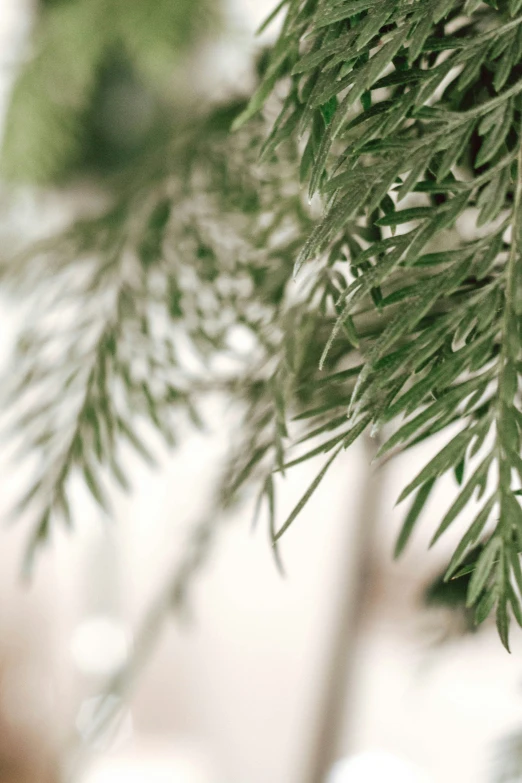 close up of nches of evergreen tree near building