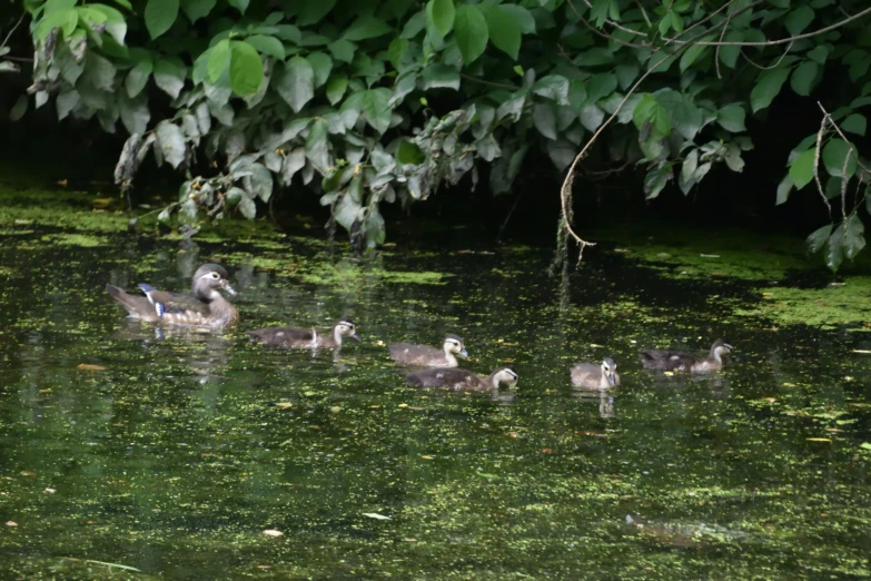 the ducks are swimming around in the pond