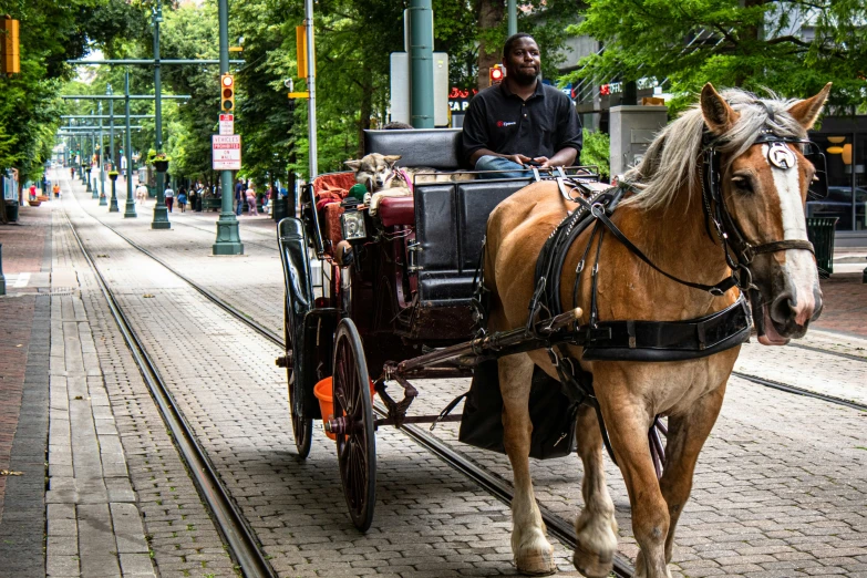 a brown horse with white hair pulling a carriage down a road