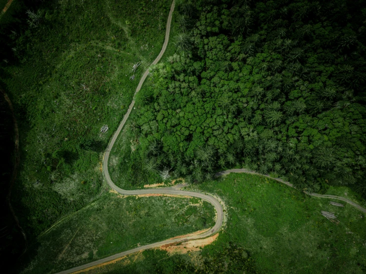 a winding road is in the middle of the green forest