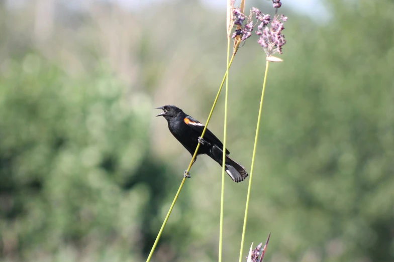 a small black bird sitting on top of some purple flowers