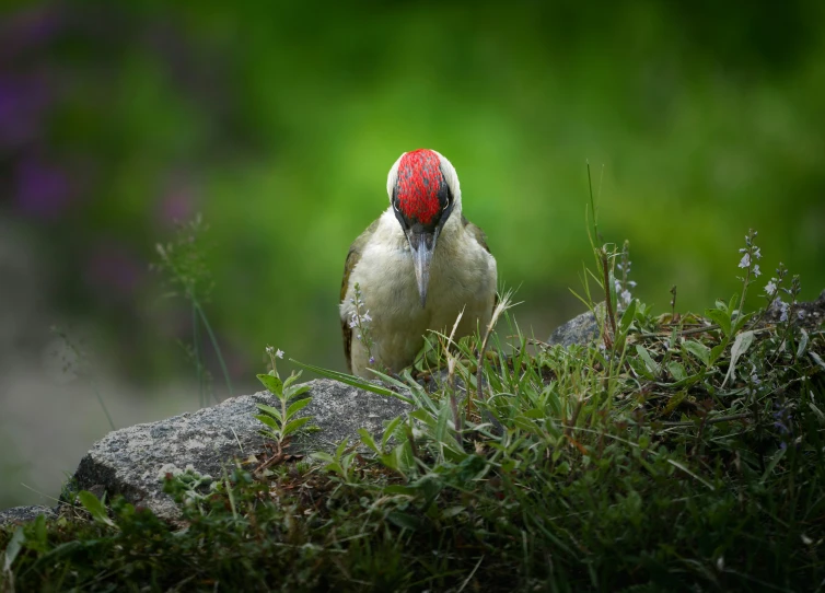 a large white bird with a red head on it's face