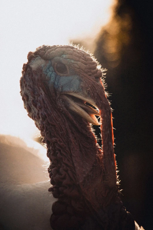 a bird with large beak and long neck