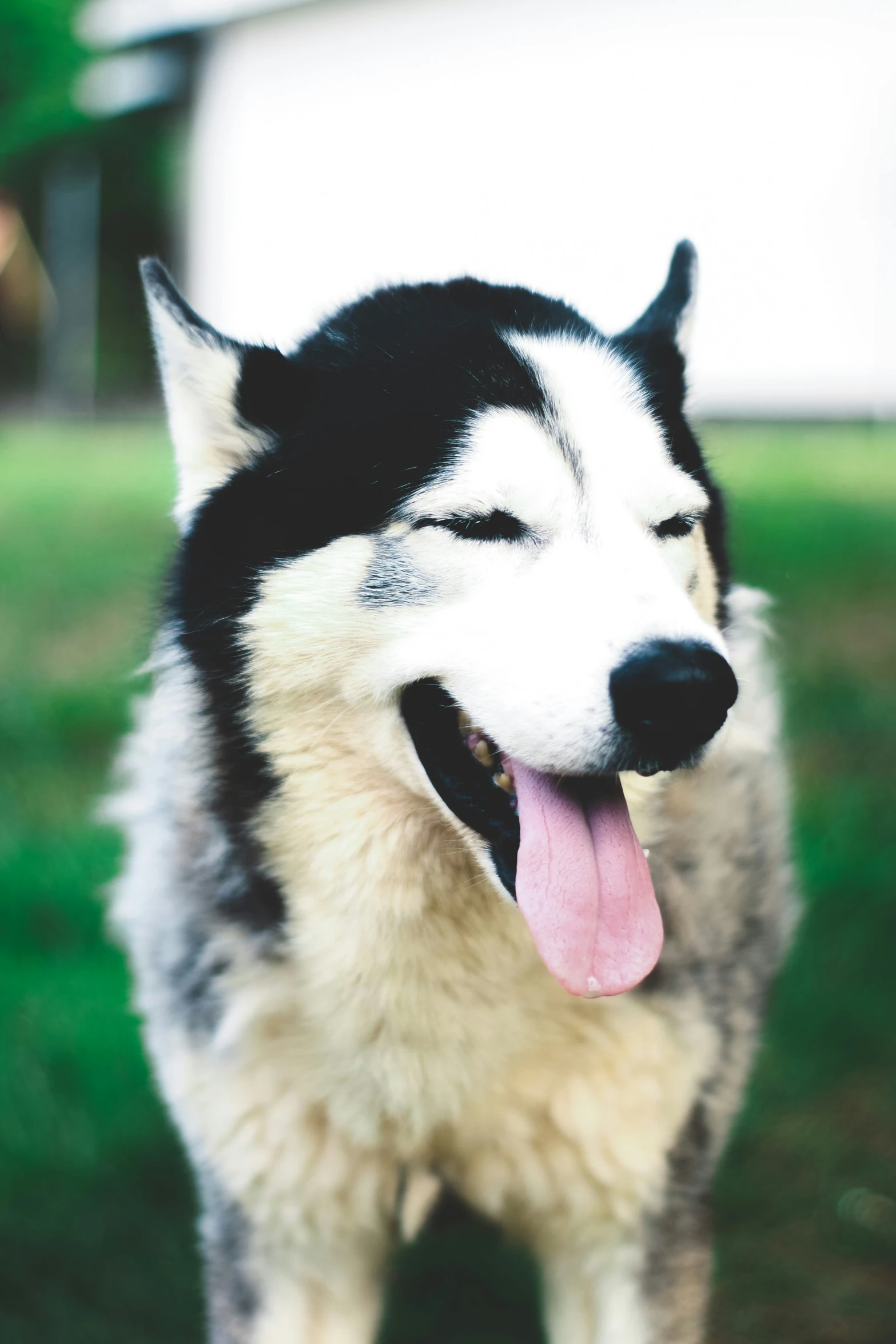 a close up of a dog with a happy face