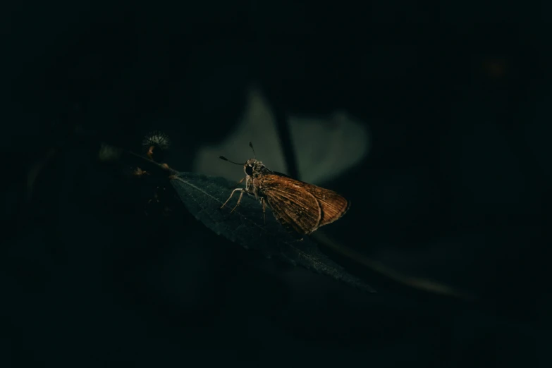 the underside of a small insect in dark light