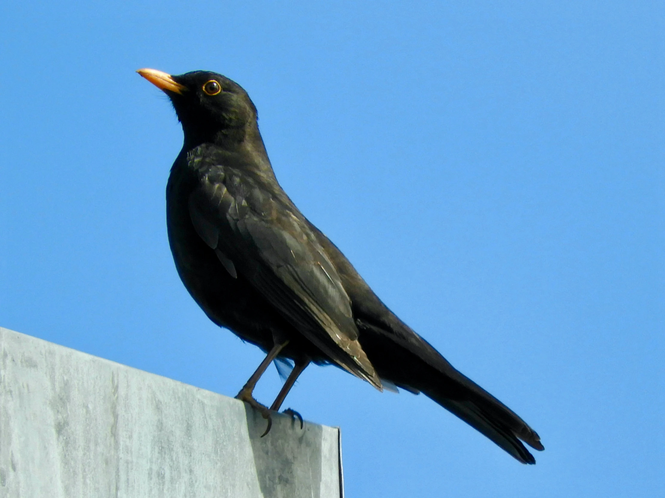 a bird sits on the side of a building looking up