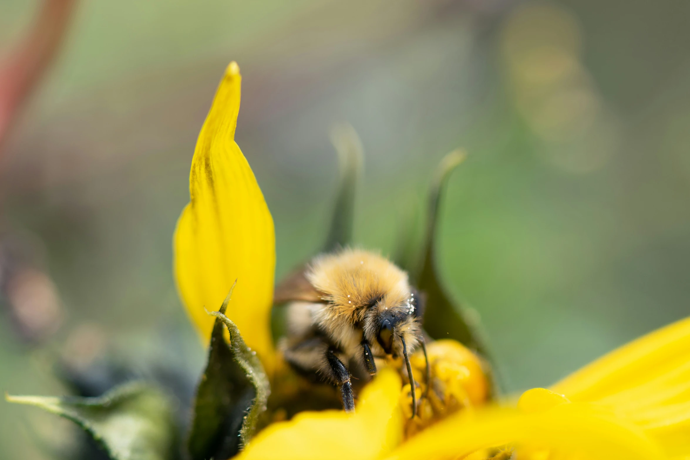 a bee sits on top of a flower