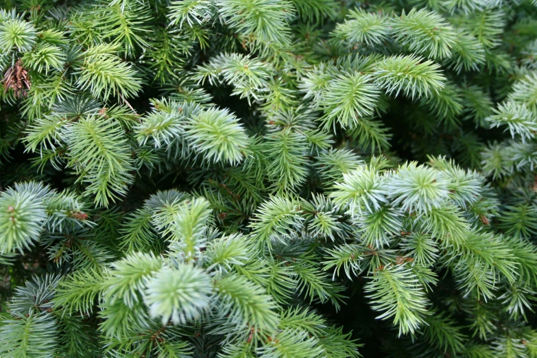 close up view of the tops of pine cones