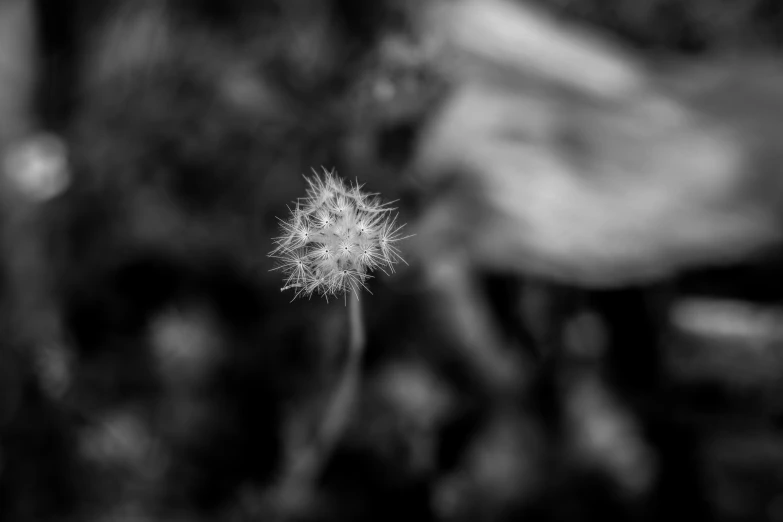 black and white pograph of a dandelion in black and white
