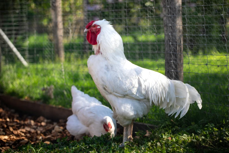 the chickens are pecking at the ground