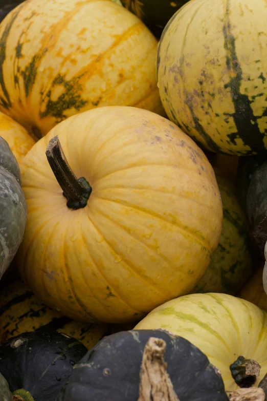 pumpkins of various colors and sizes are piled together