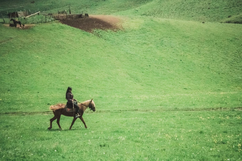 a horse that is walking in the grass