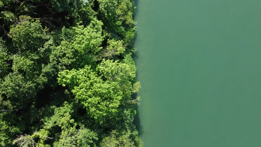 view from above of trees with water in foreground